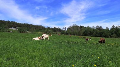 Kyr på beite på Tingvoll. Foto: Hilde Hegnes