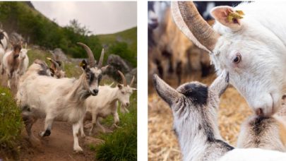 Skjermbilde 2026 02 19 093622