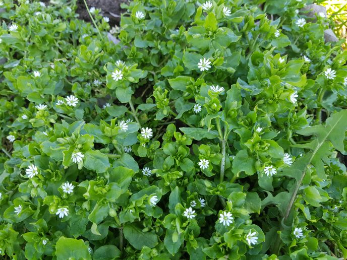 Vassarve i blomst Marit