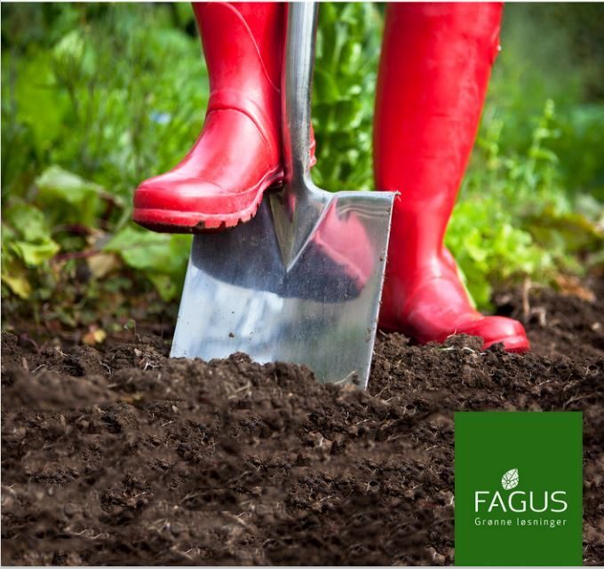 Fagus