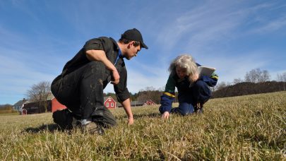 Lise og Erik Willgohs studerer grasdekket etter overvintringen